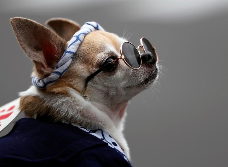 A dog wearing traditional festival costume and pair of glasses is seen during Sanja Matsuri, one of the Tokyo's biggest traditional festivals, taking place after months of delay caused by the coronavirus disease (COVID-19) outbreak, at Asakusa district in Tokyo, Japan October 18. REUTERS/Issei Kato